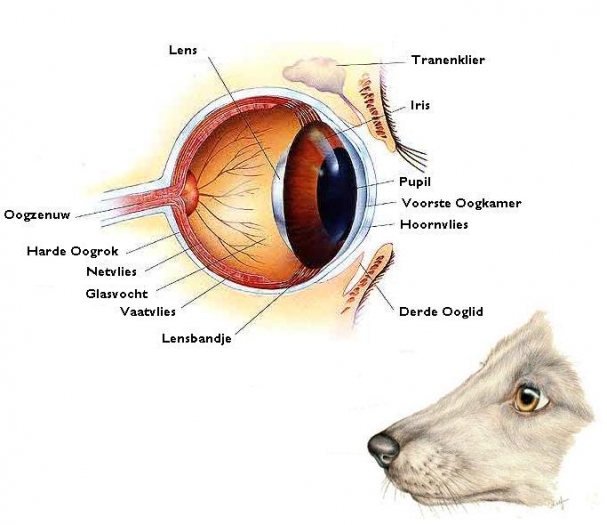 Het oog van een hond