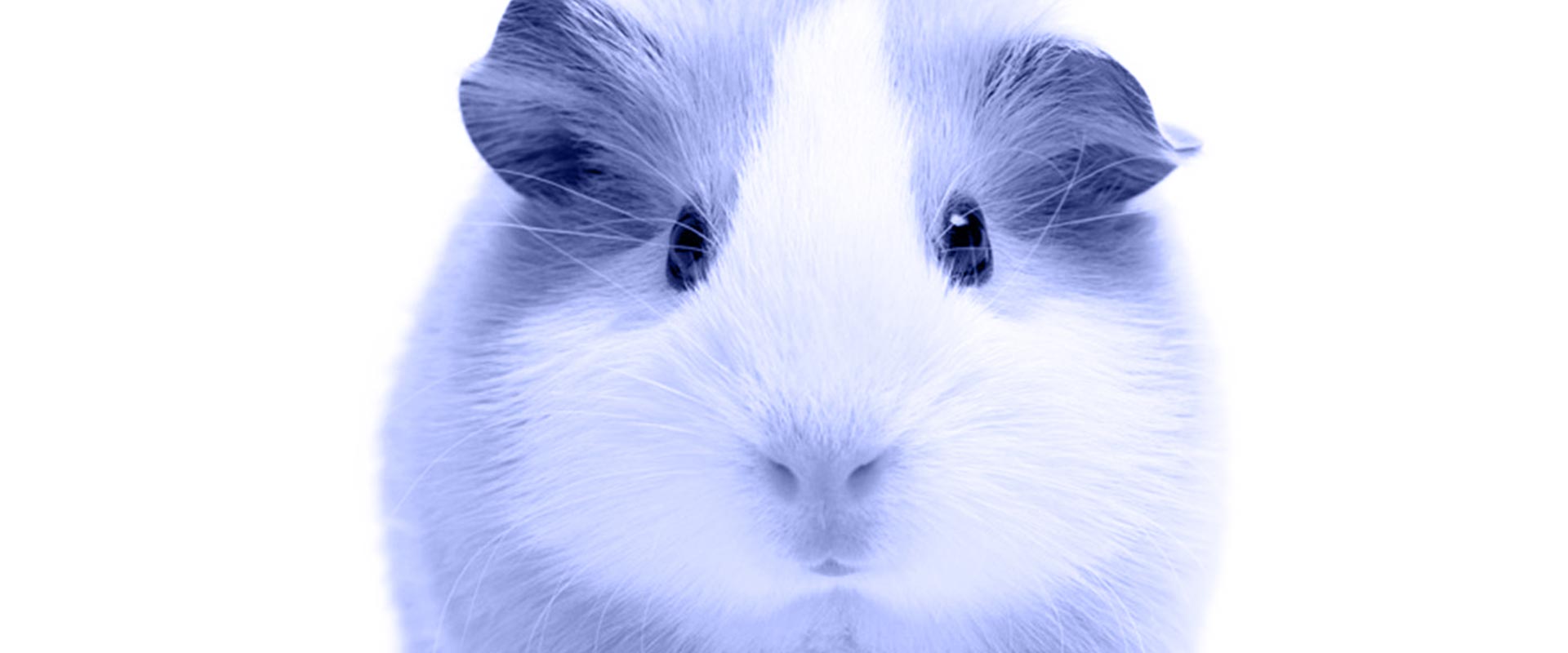 <b>Orthopedie</b> bij <b>cavia's</b>