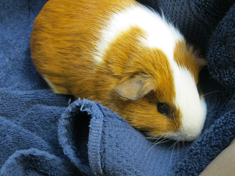 Cavia met gebroken pootje