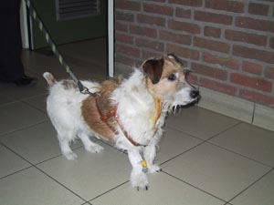 Hernia bij de hond